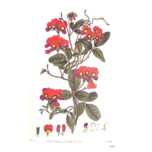 Traditional "The Treasury of Flowers" 1975 Coats, Alice M. For Sale - Image 3 of 12