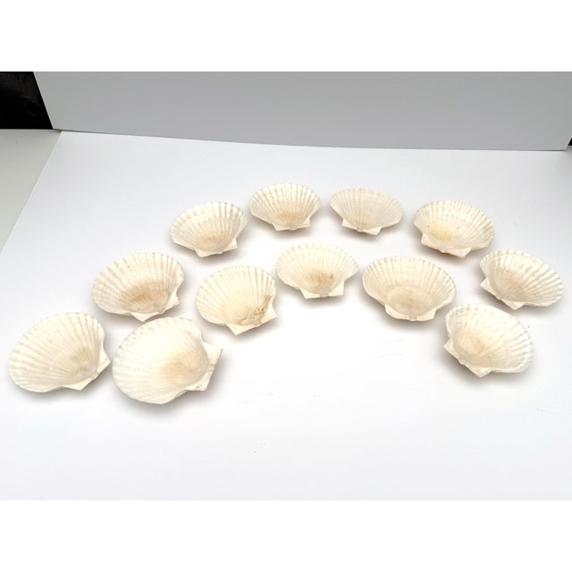 Nautical Natural White Scallop Shell Canape Plates - Set of 12 For Sale - Image 3 of 6
