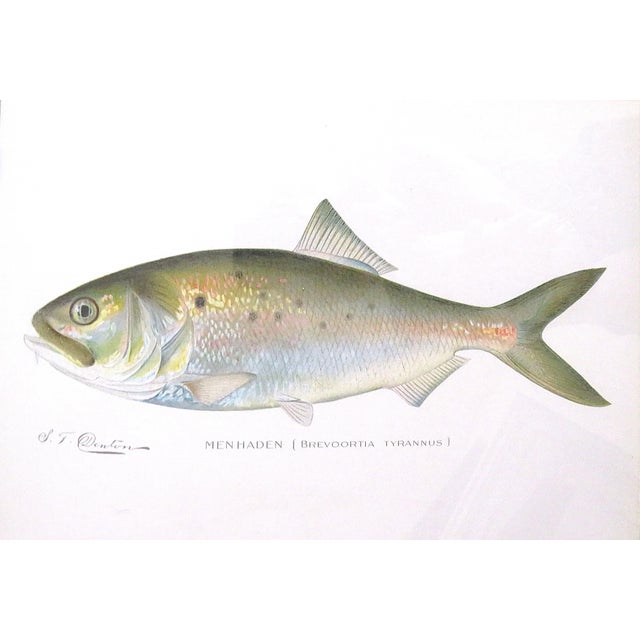 Set of 3 Original Antique Denton Framed Fish Prints C. 1900 For Sale - Image 4 of 4