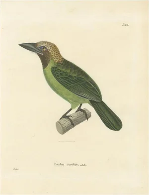 Prêtre, Ornithological Illustration of the Adult Corbin Barbet (Barbu Corbin), 1838, Print