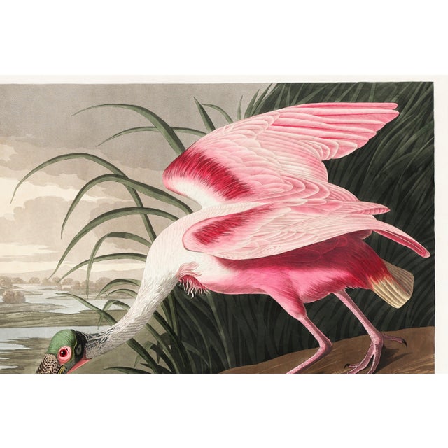 Paper Roseate Spoonbill by John James Audubon, Vintage Art Print Reproduction, 18" × 12" For Sale - Image 7 of 10