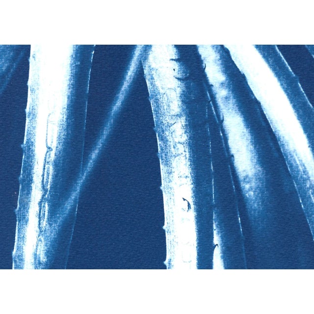 2020s 2021 "Jurassic Aloe Leaves" Contemporary Cyanotype on Watercolor Paper For Sale - Image 5 of 10