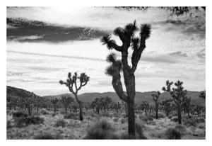 Contemporary Black and White Joshua Tree Desert Photograph
