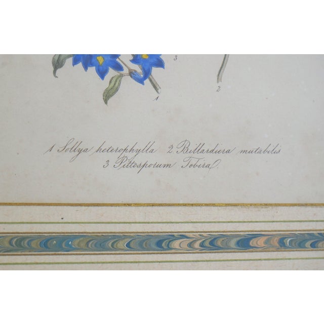 Sculpture Materials 1900s Pair of Floral Engraving Prints Artwork For Sale - Image 7 of 14