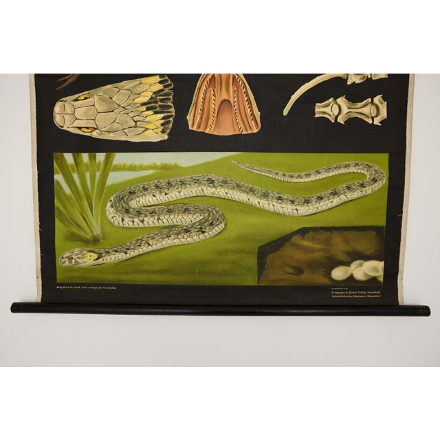 Jung-Koch-Quentell German Zoological Snake Anatomy Wall Chart, C. 1960s For Sale - Image 12 of 18