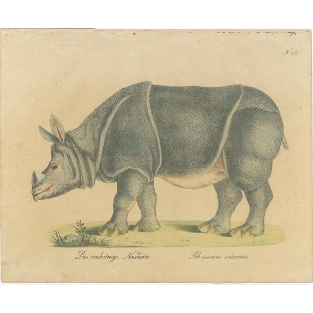 Brodtmann, Indian Rhinoceros (Rhinoceros Unicornis), 1816, Lithograph For Sale - Image 9 of 9