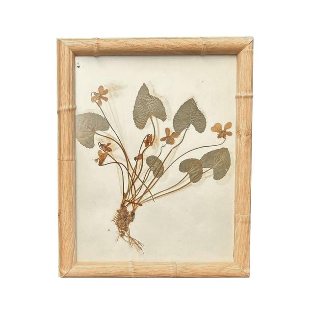 Framed Herbarium Collection of Botanical Specimens From 1897, Set of 12 For Sale - Image 12 of 18