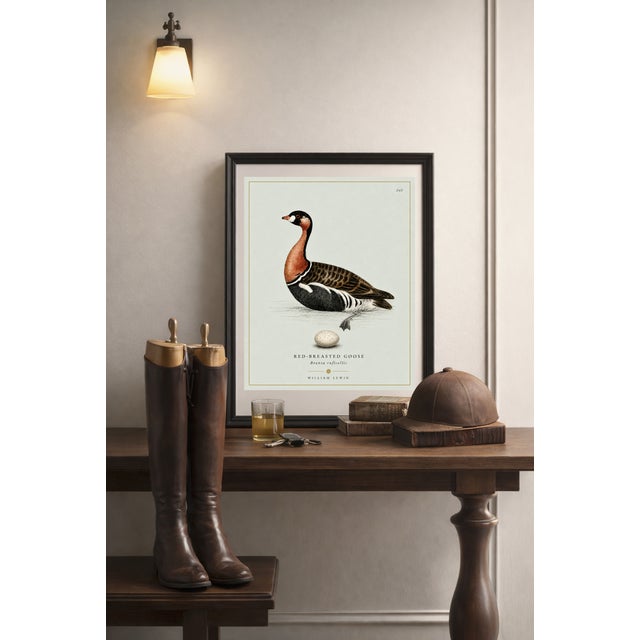 Not Yet Made - Made To Order William Lewin 1789 Waterbirds Fine Art Gallery Board Print - The Red Breasted Goose For Sale - Image 5 of 11