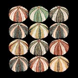 Urchin 12 Ways Giclee Print by Sarah Gordon For Sale