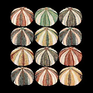 Urchin 12 Ways Giclee Print by Sarah Gordon
