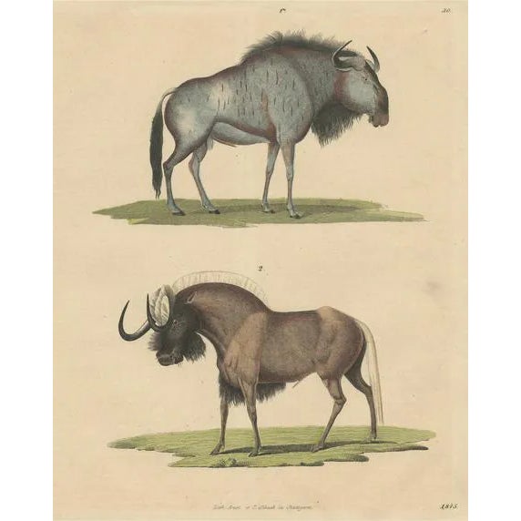 Wildebeest Blue and Black Gnu, 1845, Paper For Sale