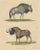 Wildebeest Blue and Black Gnu, 1845, Paper For Sale