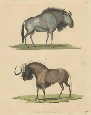 Wildebeest Blue and Black Gnu, 1845, Paper