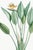 Paper Bird of Paradise Illustration, Vintage Botanical Art Print Reproduction, 20" X 30" For Sale - Image 7 of 11