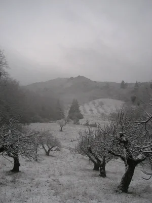 Gaétan Caron "Orchard in Snow" Framed Mendocino Photograph, 2010