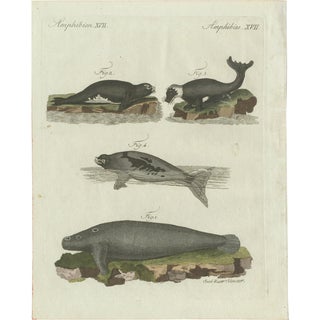 Bertuch, Seals, Sea Lion and Manatee, 1790, Engraving For Sale