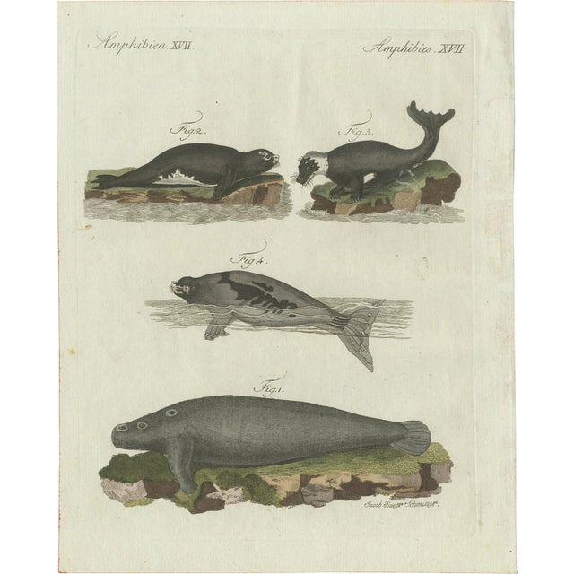 Bertuch, Seals, Sea Lion and Manatee, 1790, Engraving For Sale
