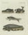 Bertuch, Seals, Sea Lion and Manatee, 1790, Engraving For Sale