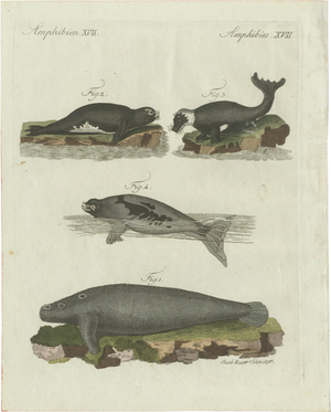 Bertuch, Seals, Sea Lion and Manatee, 1790, Engraving