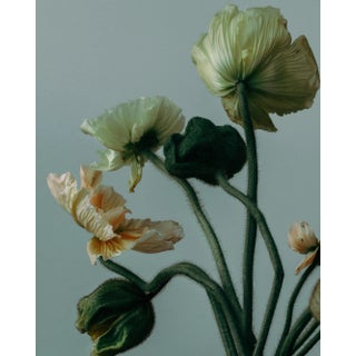 Poppies by Joe Clarke – Limited Edition Botanical Photograph | Archival Fine Art Paper Print For Sale