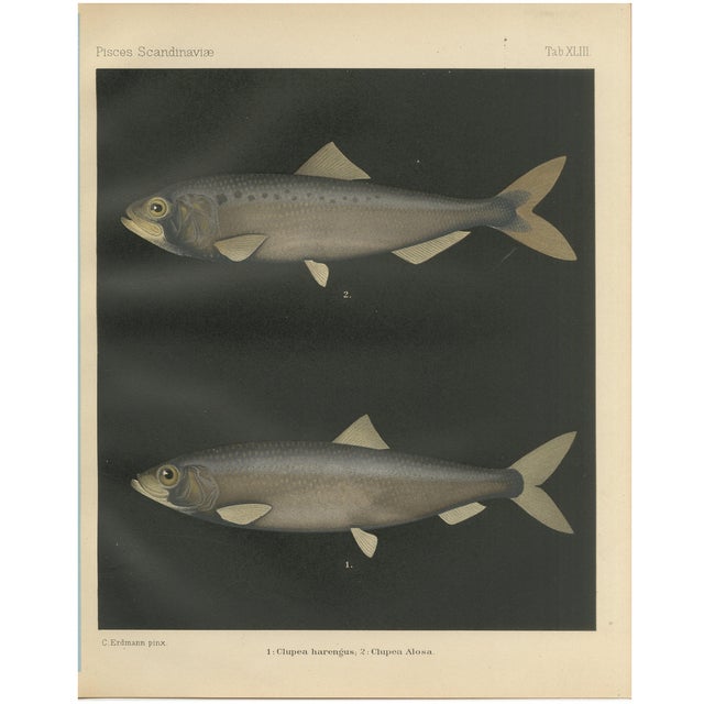 C. Erdmann, Scandinavian Herring and Shad, 1895, Lithograph on Paper For Sale