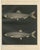 C. Erdmann, Scandinavian Herring and Shad, 1895, Lithograph on Paper For Sale