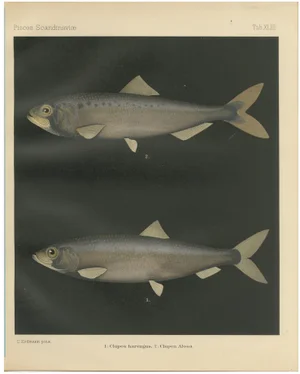 C. Erdmann, Scandinavian Herring and Shad, 1895, Lithograph on Paper