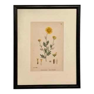 19th Century Cottage Botanical Print of Ox-Eye Chamomile For Sale