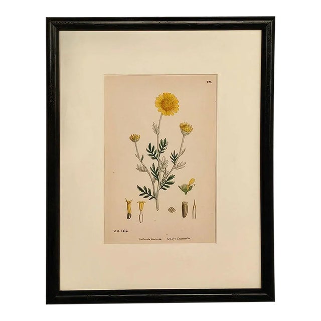 19th Century Cottage Botanical Print of Ox-Eye Chamomile For Sale