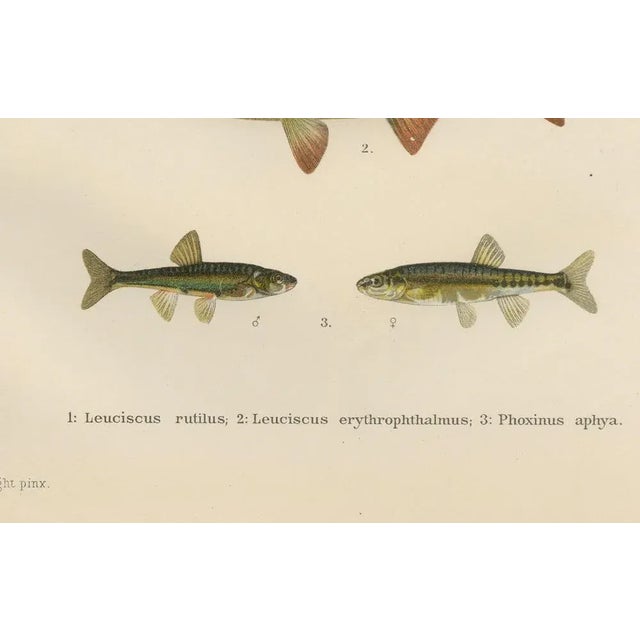 Wilhelm von Wrigh, Freshwater Fish from Scandinavia, 1895, Lithograph on Paper For Sale - Image 4 of 10