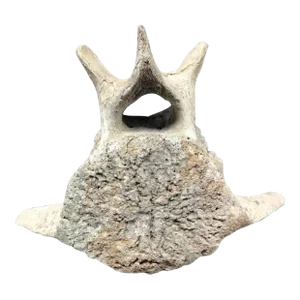 Very Large Antique Whale Vertebrae #2
