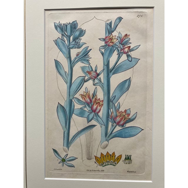 Early 19th Century 19th.century Robert Sweet Botanical Print With Flower Description Page Attached to Back. It Is an Hand Colored Engraving. For Sale - Image 5 of 9