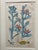 Early 19th Century 19th.century Robert Sweet Botanical Print With Flower Description Page Attached to Back. It Is an Hand Colored Engraving. For Sale - Image 5 of 9