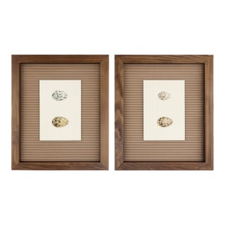 2 Antique Framed Bird Egg Prints From the Birds of North America by Jacob H. Studer, Edited From Original, See Description For Sale