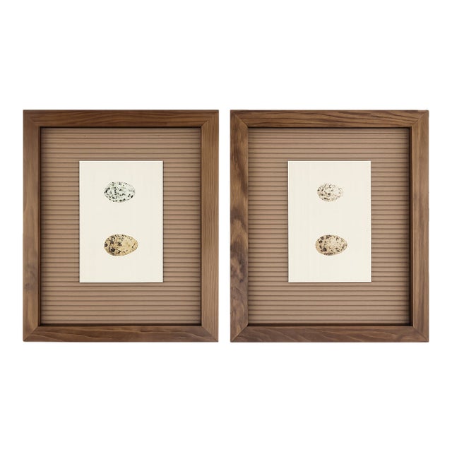 2 Antique Framed Bird Egg Prints From the Birds of North America by Jacob H. Studer, Edited From Original, See Description For Sale