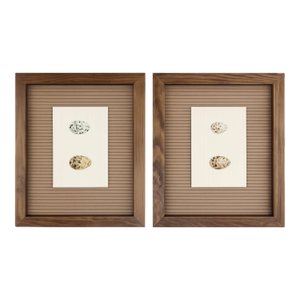 2 Antique Framed Bird Egg Prints From the Birds of North America by Jacob H. Studer, Edited From Original, See Description
