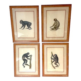 Set of 4 Hand-Colored French Primate Engravings by Jean-Baptiste Audebert For Sale