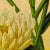 Antique "Yellow Floral" Archival Print For Sale - Image 4 of 4