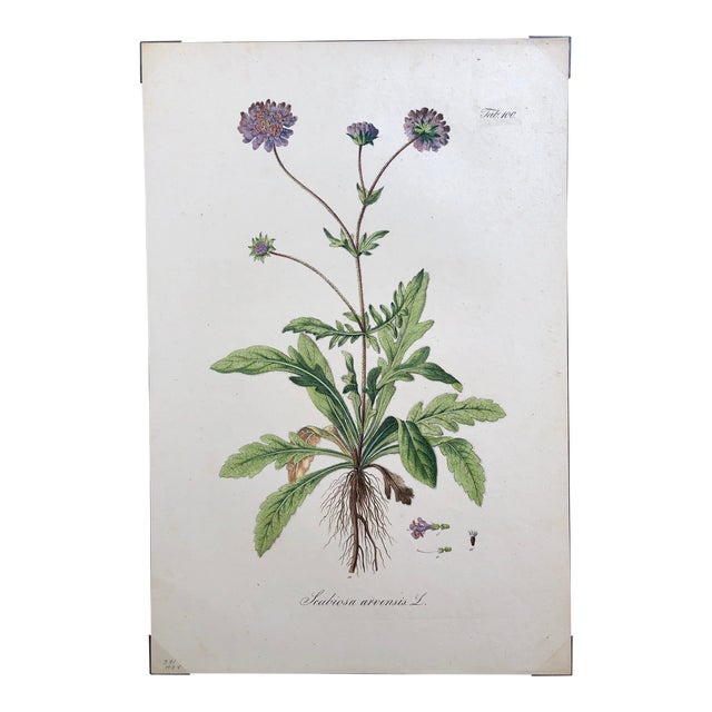 Daniel Wagner 'Scabiosa Arvensis' Circa 1828 For Sale