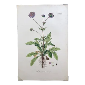 Daniel Wagner 'Scabiosa Arvensis' Circa 1828