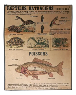 Vintage Teaching Chart of Reptiles by Emile Deyrolle, Paris, 1950s