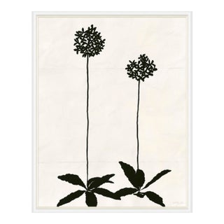 Allium (var. 2) by Susan Hable, White Frame For Sale