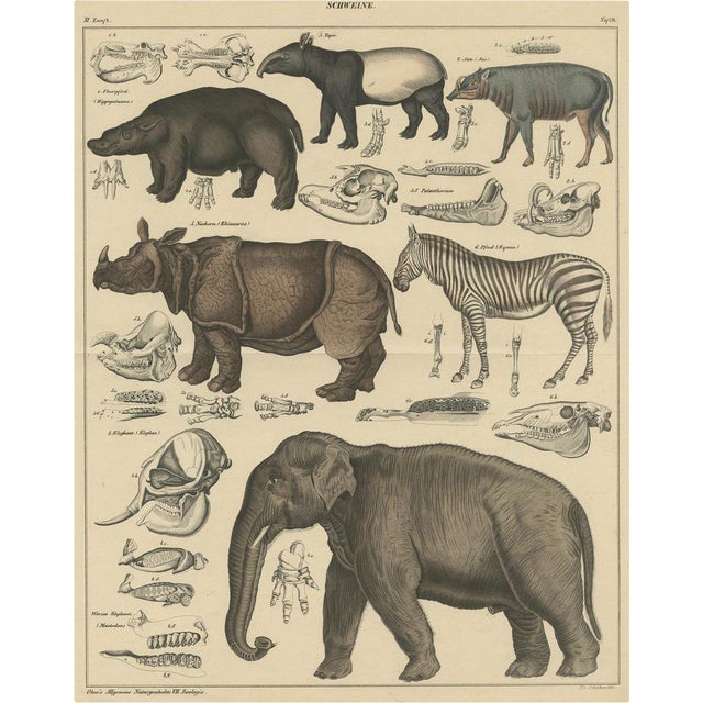 Oken, Illustration of a Tapir, Hippo, Zebra, Elephant & Other Animals, 1840s, Print For Sale
