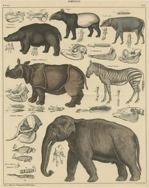 Oken, Illustration of a Tapir, Hippo, Zebra, Elephant & Other Animals, 1840s, Print
