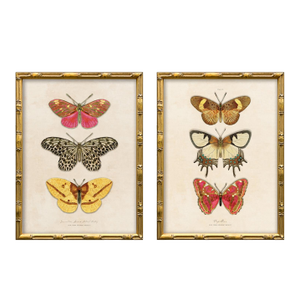 Reproduction Vintage Butterfly Art Print Set (Set of 2), Framed