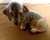 Celebrate the charm of man's best friend with this Vintage Royal Copenhagen Dachshund Puppy Figurine. Expertly handcrafted...