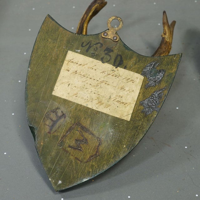 Brown Set of Six Roe Deer Trophies on Wooden Plaques Salem Germany Ca. 1900s For Sale - Image 8 of 9