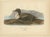 Antique Eider Duck Lithographs, Somateria Mollissima, Sweden, 1929, Set of 4 For Sale - Image 6 of 10