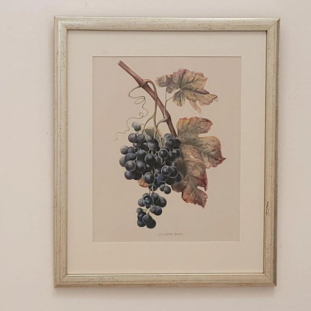 19th Century 19th Century Hand Colored French Engraving of Grapes For Sale - Image 5 of 5