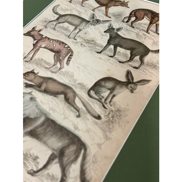 1835 Thomas Brown Hand-Colored Canid Engraving | Archivally Matted 12x16 For Sale - Image 4 of 9
